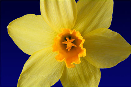 Daffodil close up