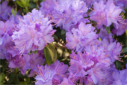 Rhododendron, purple