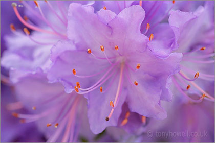 Rhododendron