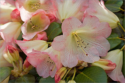 Rhododendron