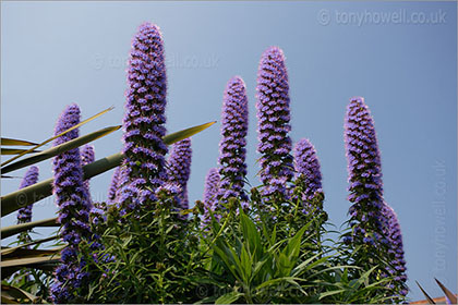 Echium