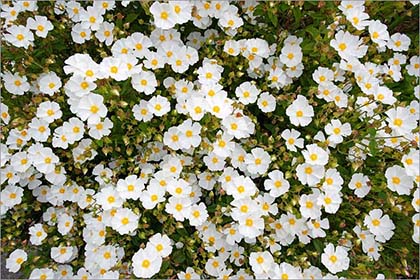 Cistus - Rock Rose