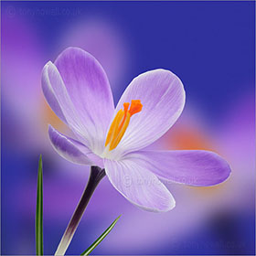 Crocus