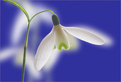 Snowdrop, on blue