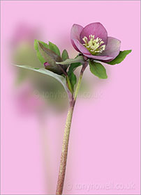 Hellebore