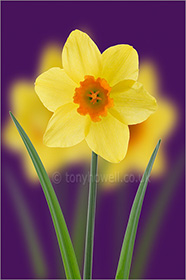 Daffodil, on purple