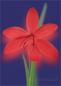 Kaffir Lily on blue