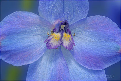 Delphinium close up