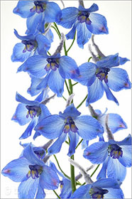 Delphinium