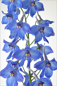 Delphinium