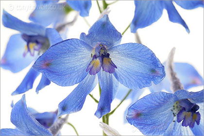 Delphinium on white