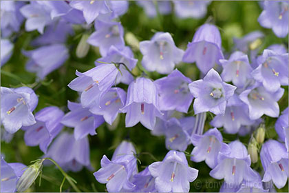 Campanula