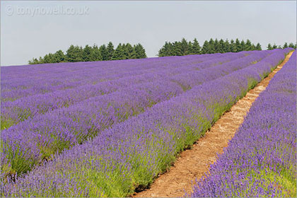 Lavender rows