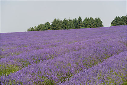 Lavender rows