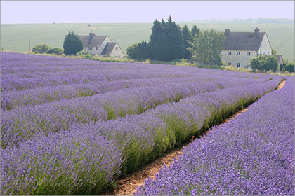 Lavender rows