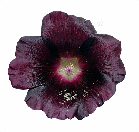 Hollyhock