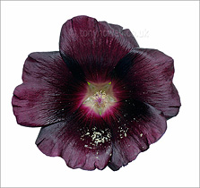 Hollyhock, black