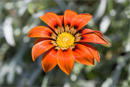 Gazania