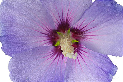 Hibiscus, close up