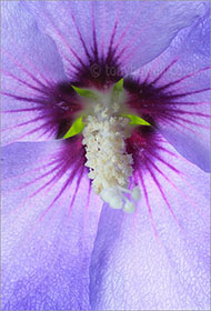 Hibiscus