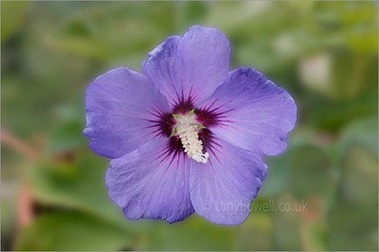 Hibiscus, blue