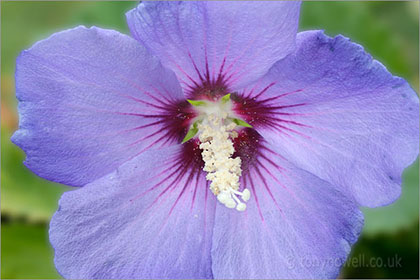 Hibiscus, blue