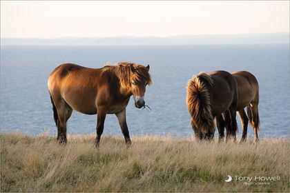 Ponies, Exmoor