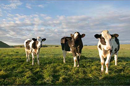 Cows, Silbury Hill