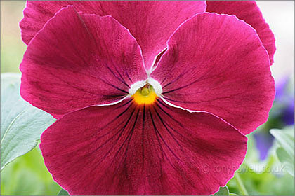 Pansy, dark pink