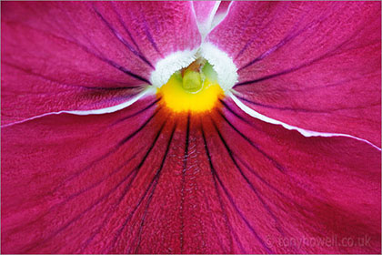 Pansy, close up