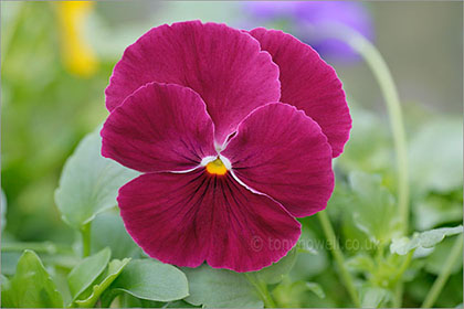 Pansy, dark pink