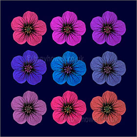 Geraniums, multicoloured