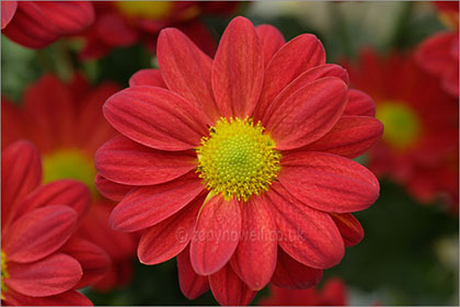 Chrysanthemums