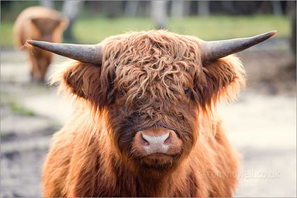 Highland Cow