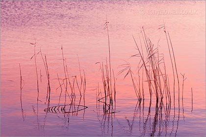 Reeds, Shapwick Heath