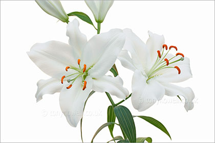 Lily, on white