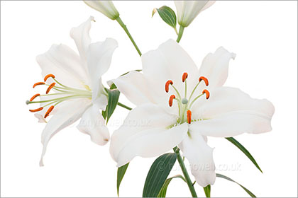 Lily, white