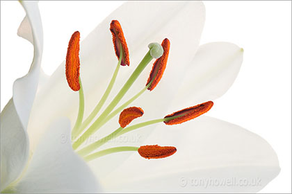 Lily, white