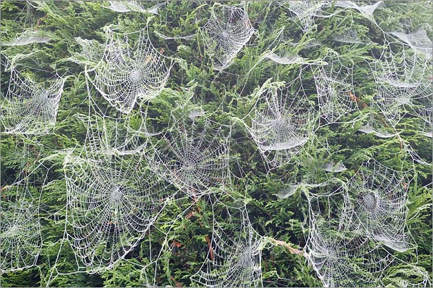 Spiders Webs 