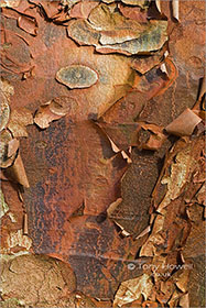 Paperbark Maple