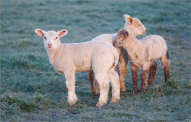 Lambs 
