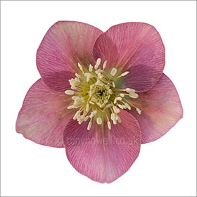 Hellebore, on white