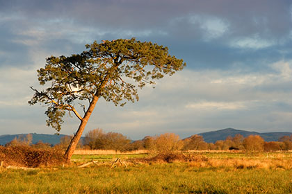 Pine Tree