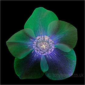 Hellebore