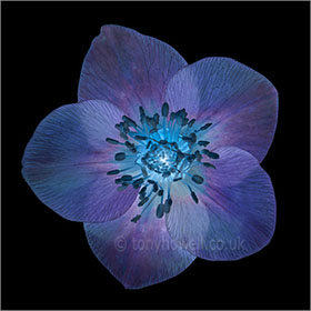 Hellebore, blue