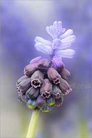 Muscari, white top