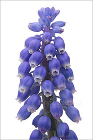 Muscari