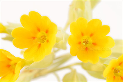 Cowslips on white