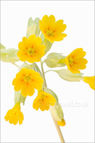 Cowslip, on white