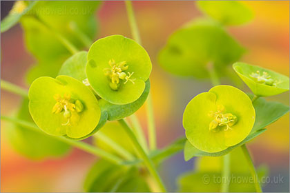 Euphorbia